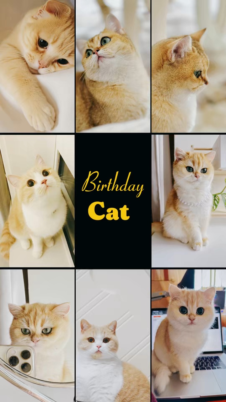 Kucing Ulang Tahun 
