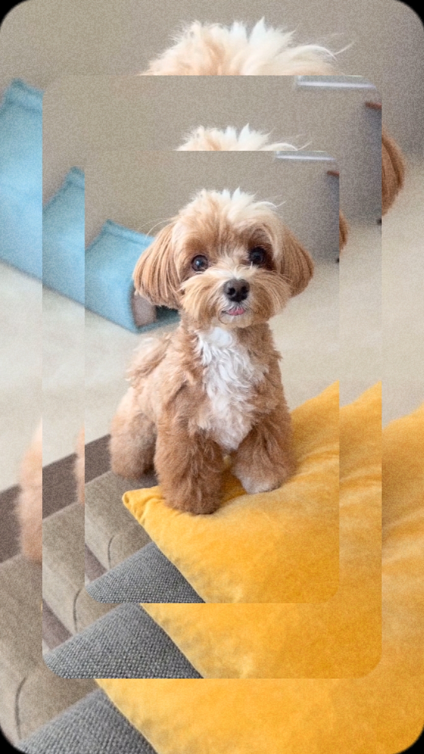 Süßer Hund