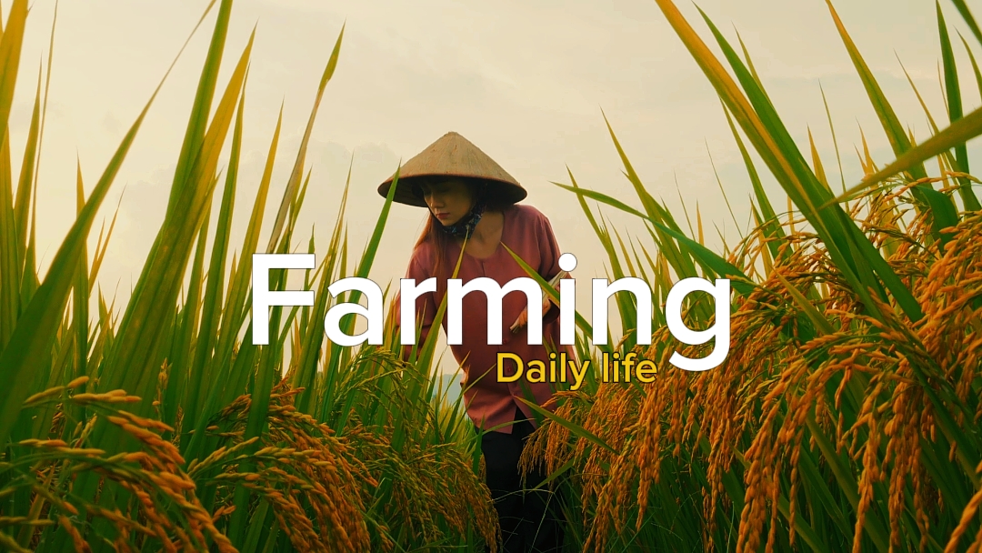 Vida diária. agricultura