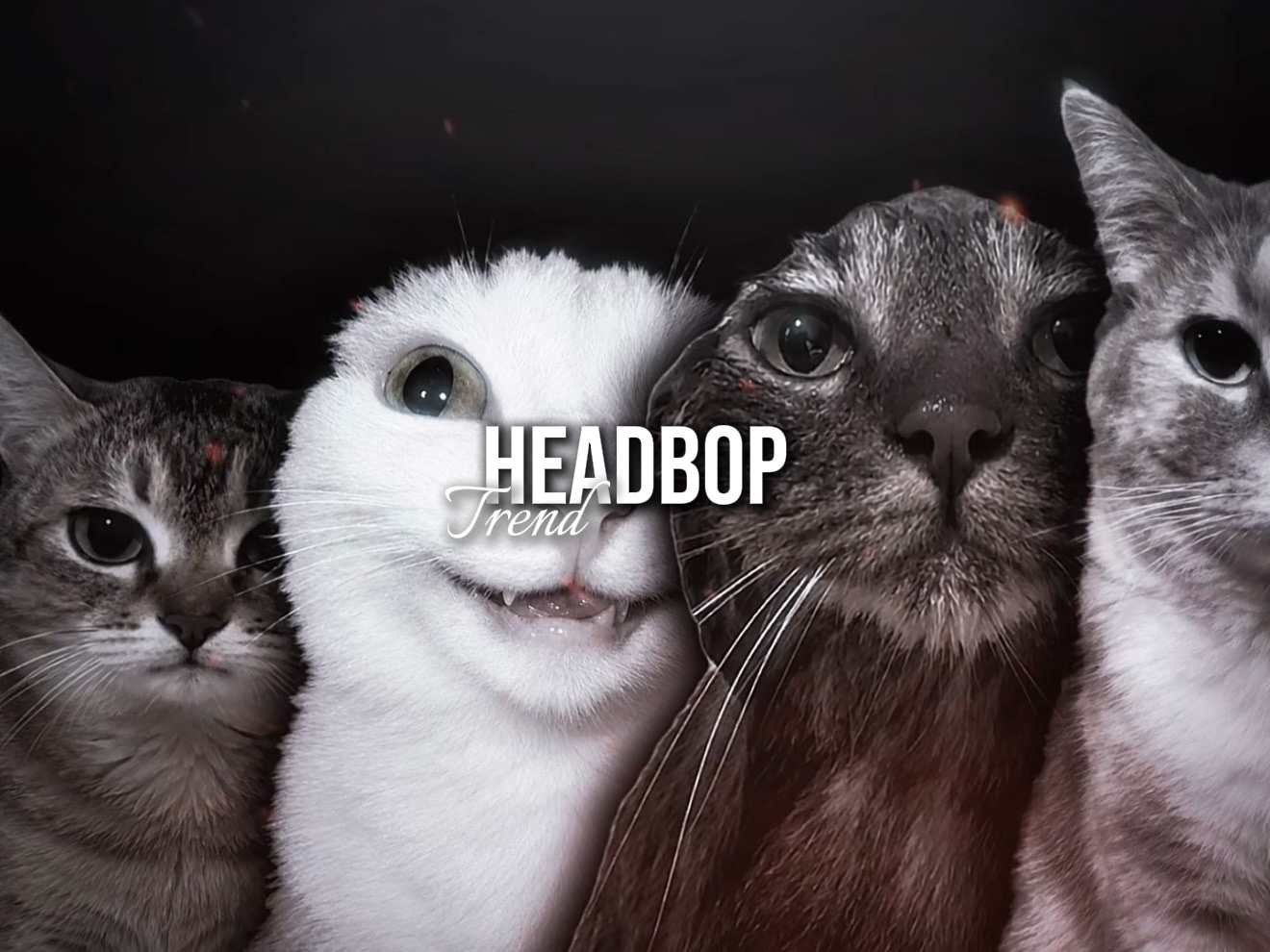 Headbop New Trend