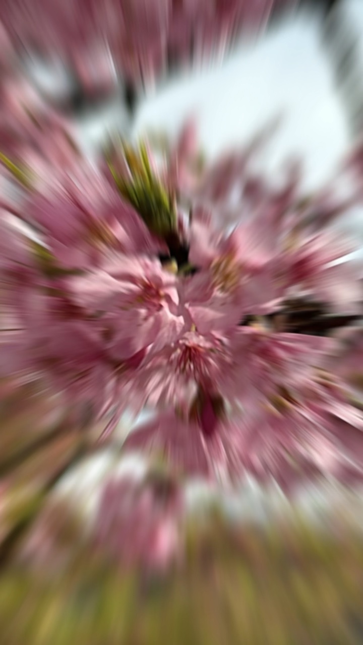 Cherry Blossoms