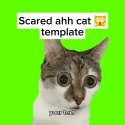 Cat Scared eyes 