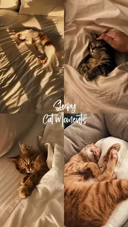 Sleepy Cat Moments