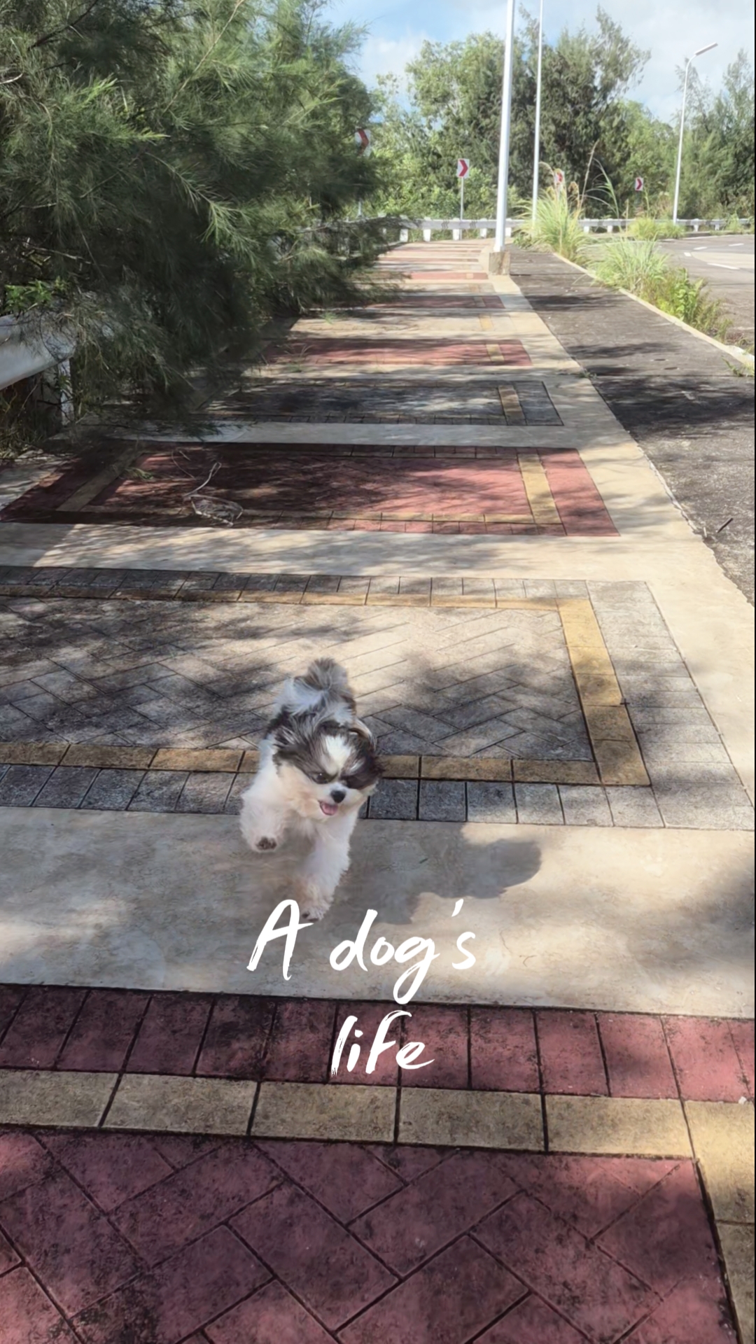 A VIDA DE UM CACHORRO