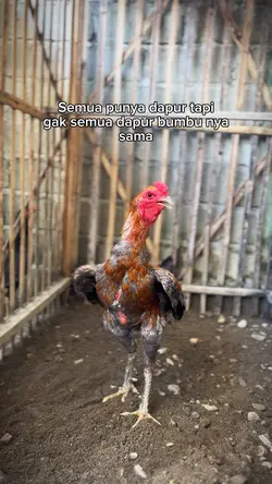 Ayam bangkok