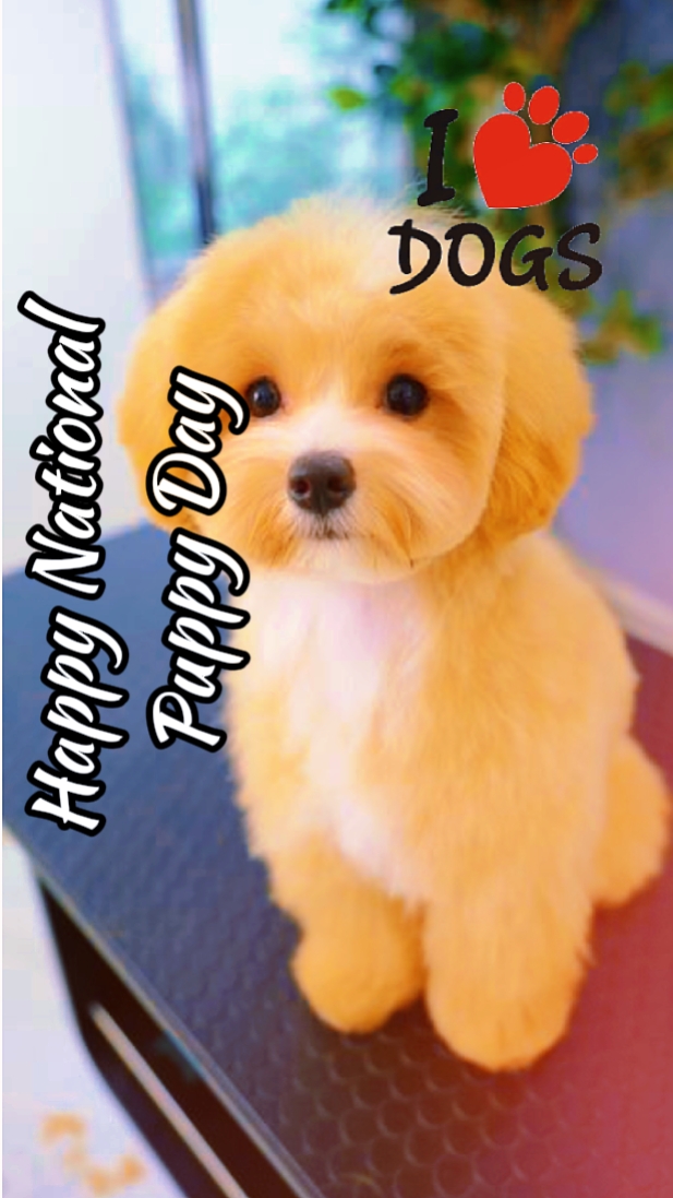 National Puppy Day