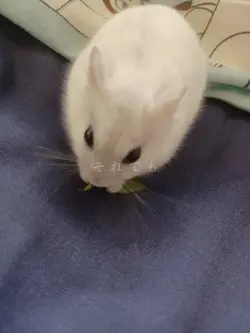 感動系