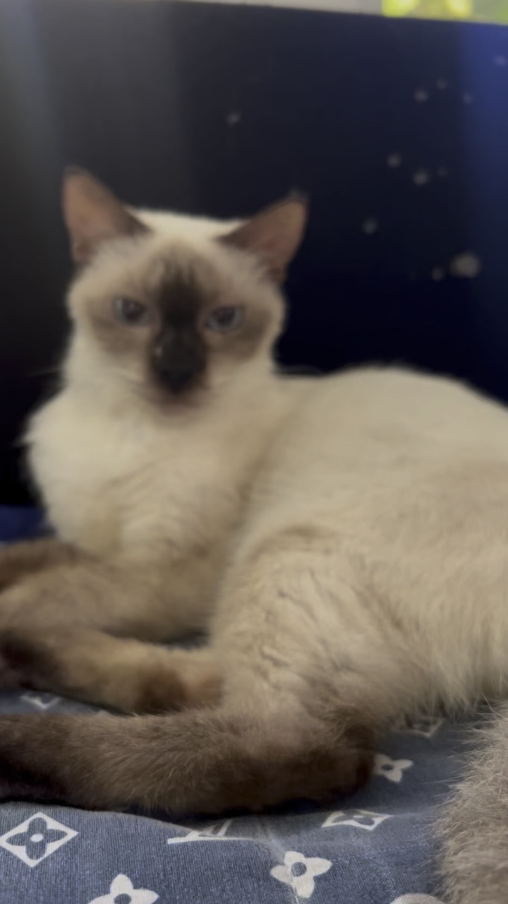 Cat cat cat