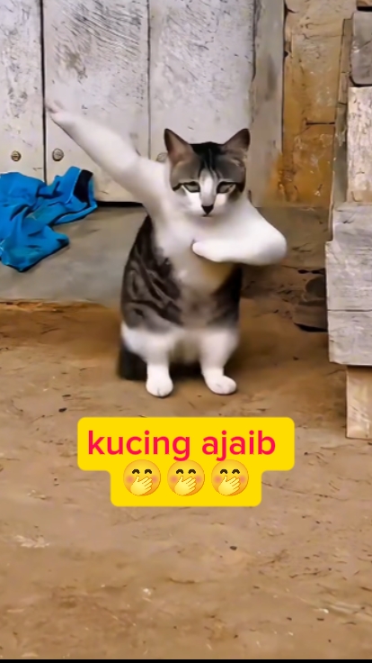 Kucing ajaib