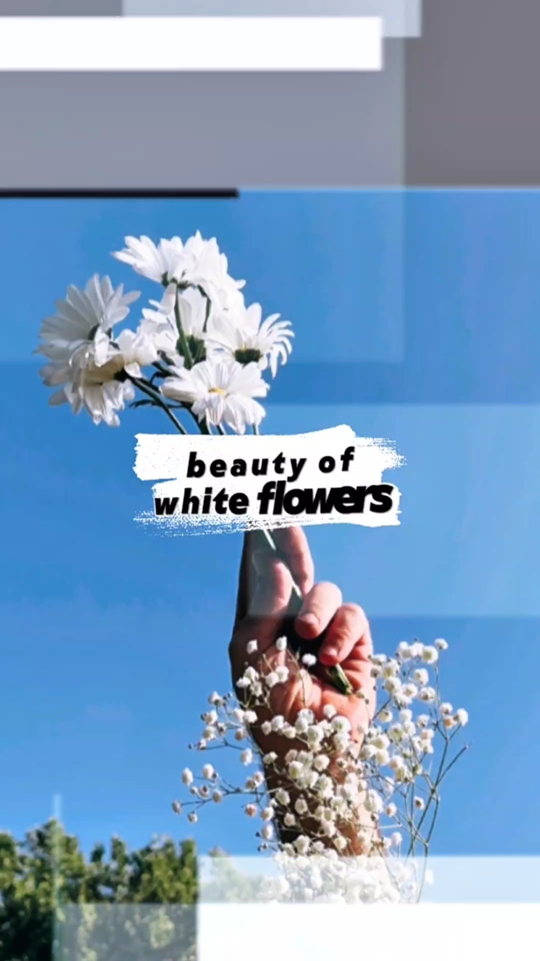 Flores blancas