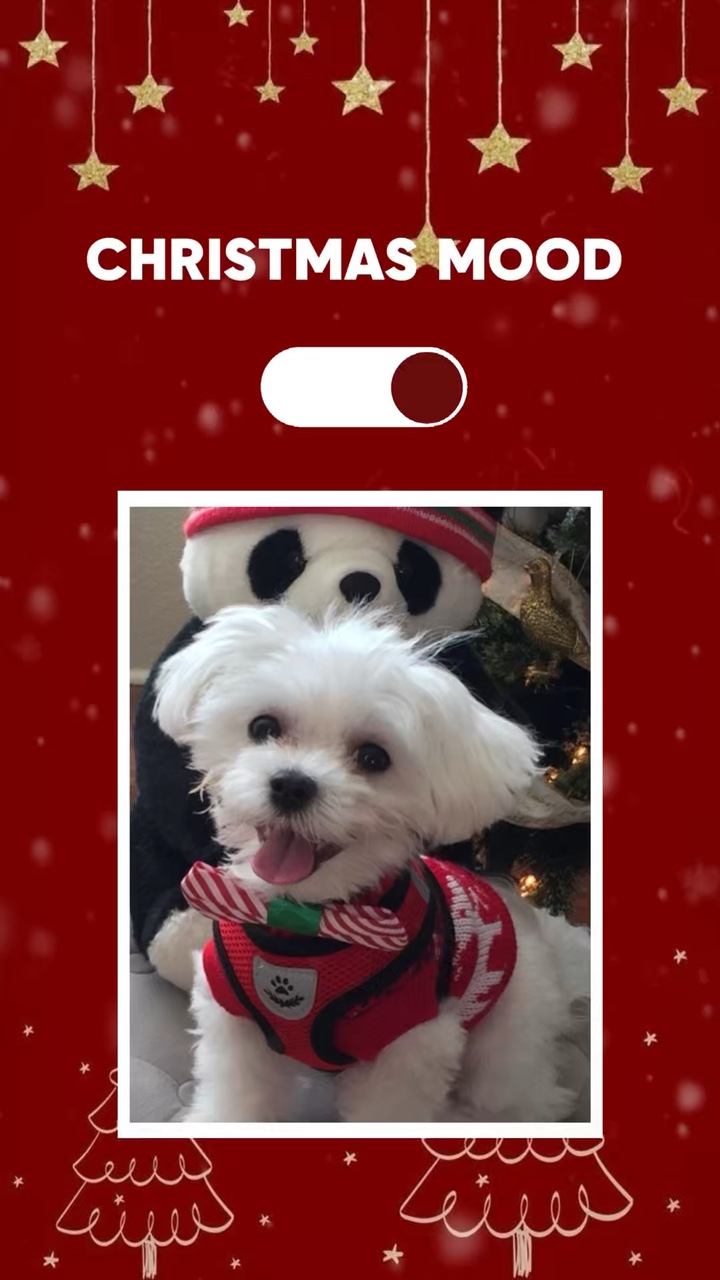 Navidad para mascotas 