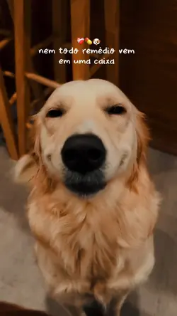 NEM TODO REMÉDIO 🐶❤️‍🩹