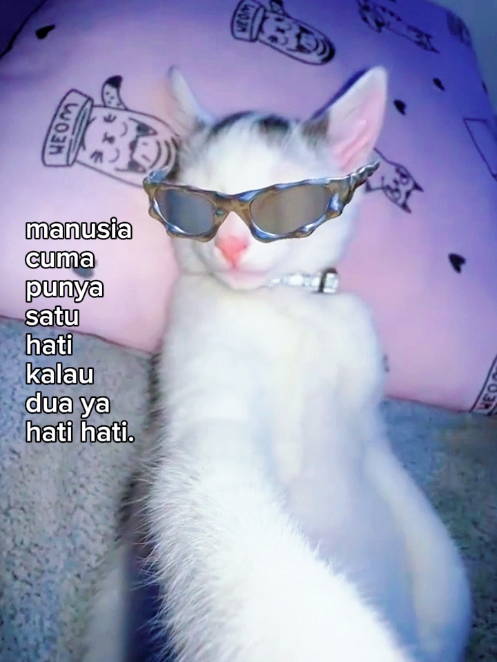 Foto en vivo de kata kata