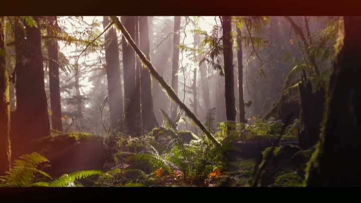 BOSQUE