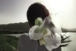 flowers blooming