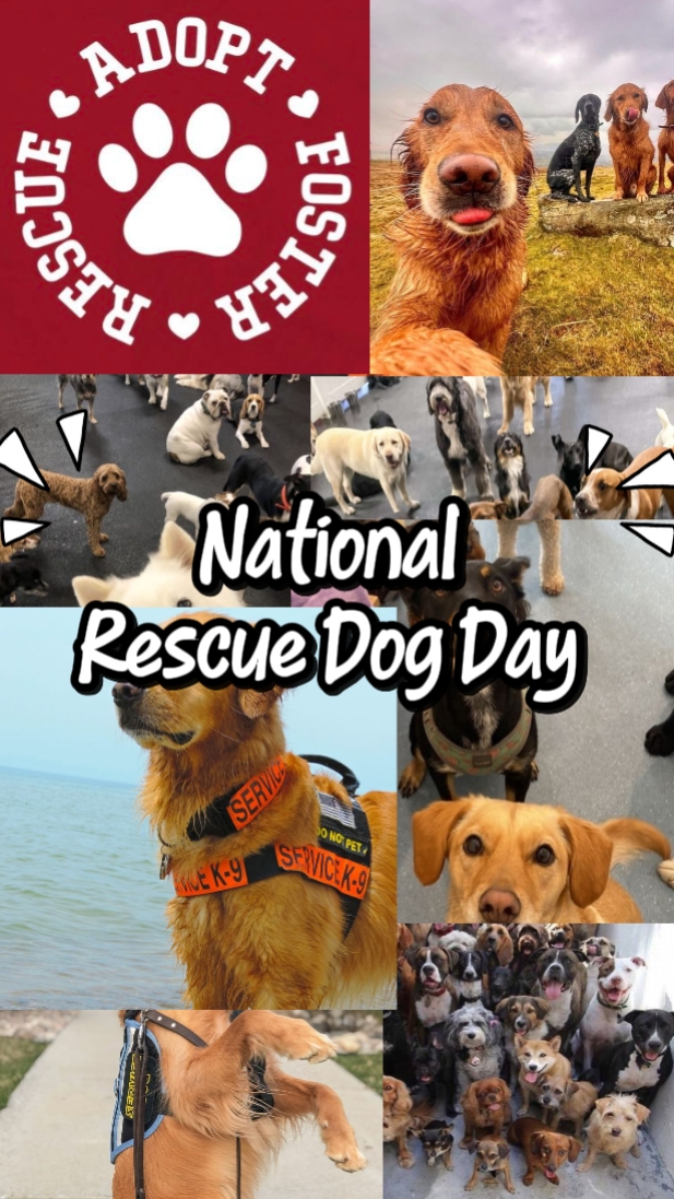Rescue Dog Day