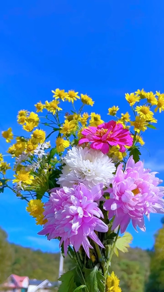 花情人