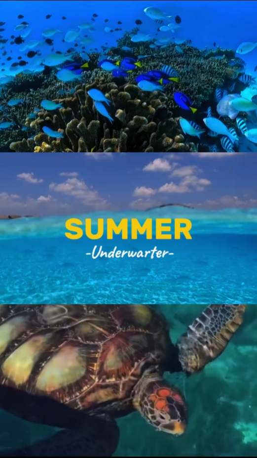 Summer Underwater 