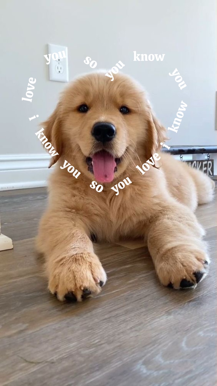 Pet Lyrics💌