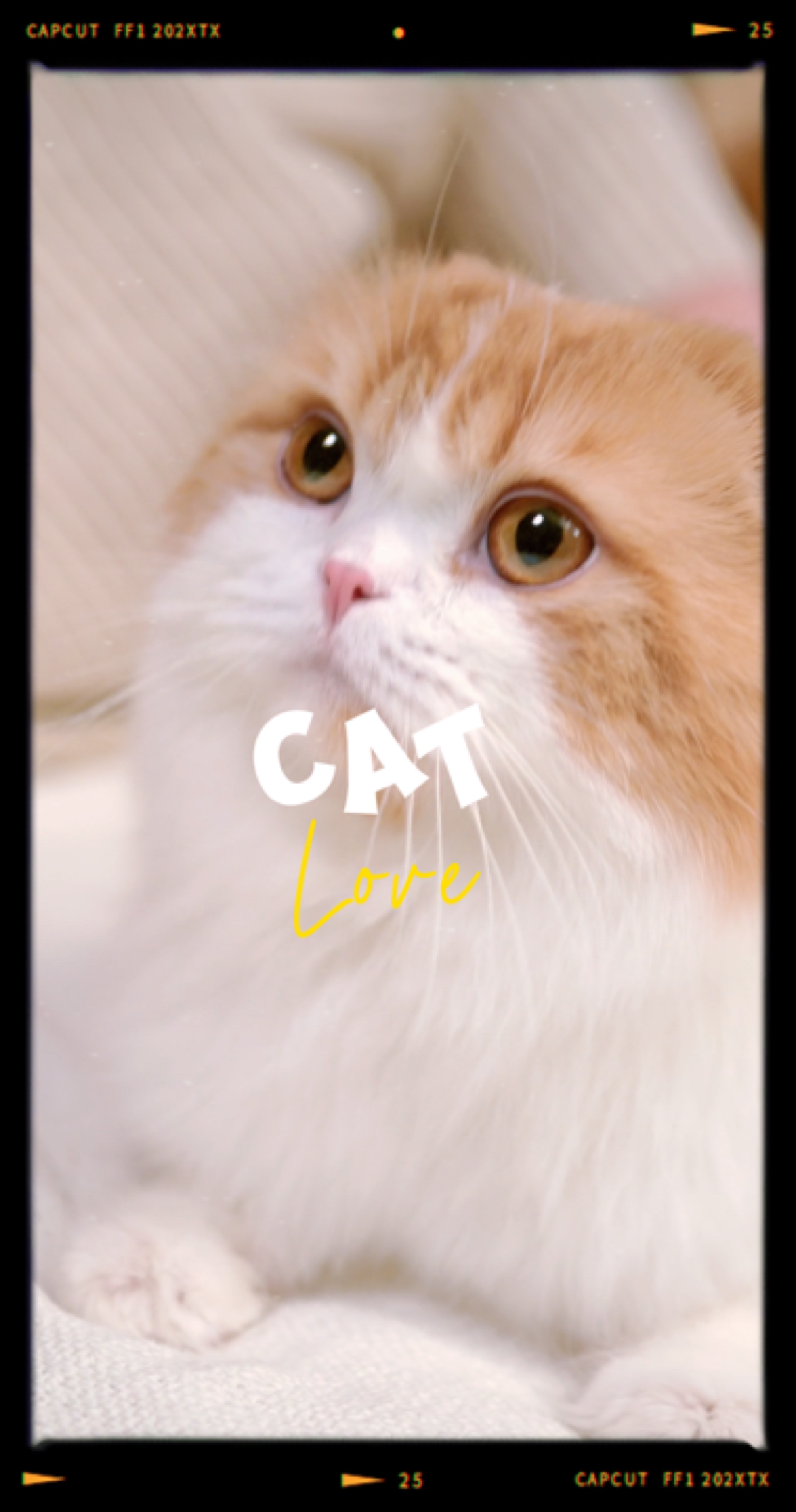 Cinta kucing