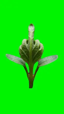 fck plant