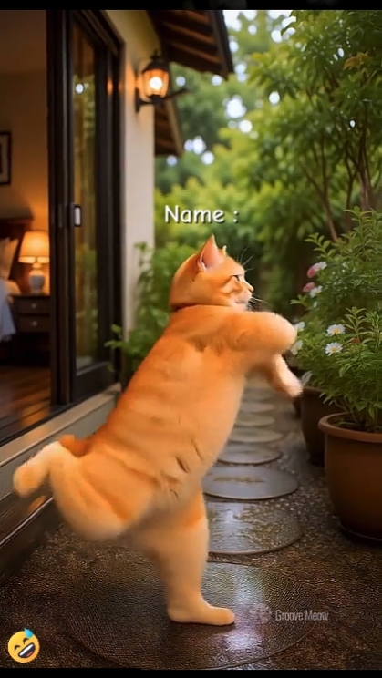 Tanz Lustige Katze