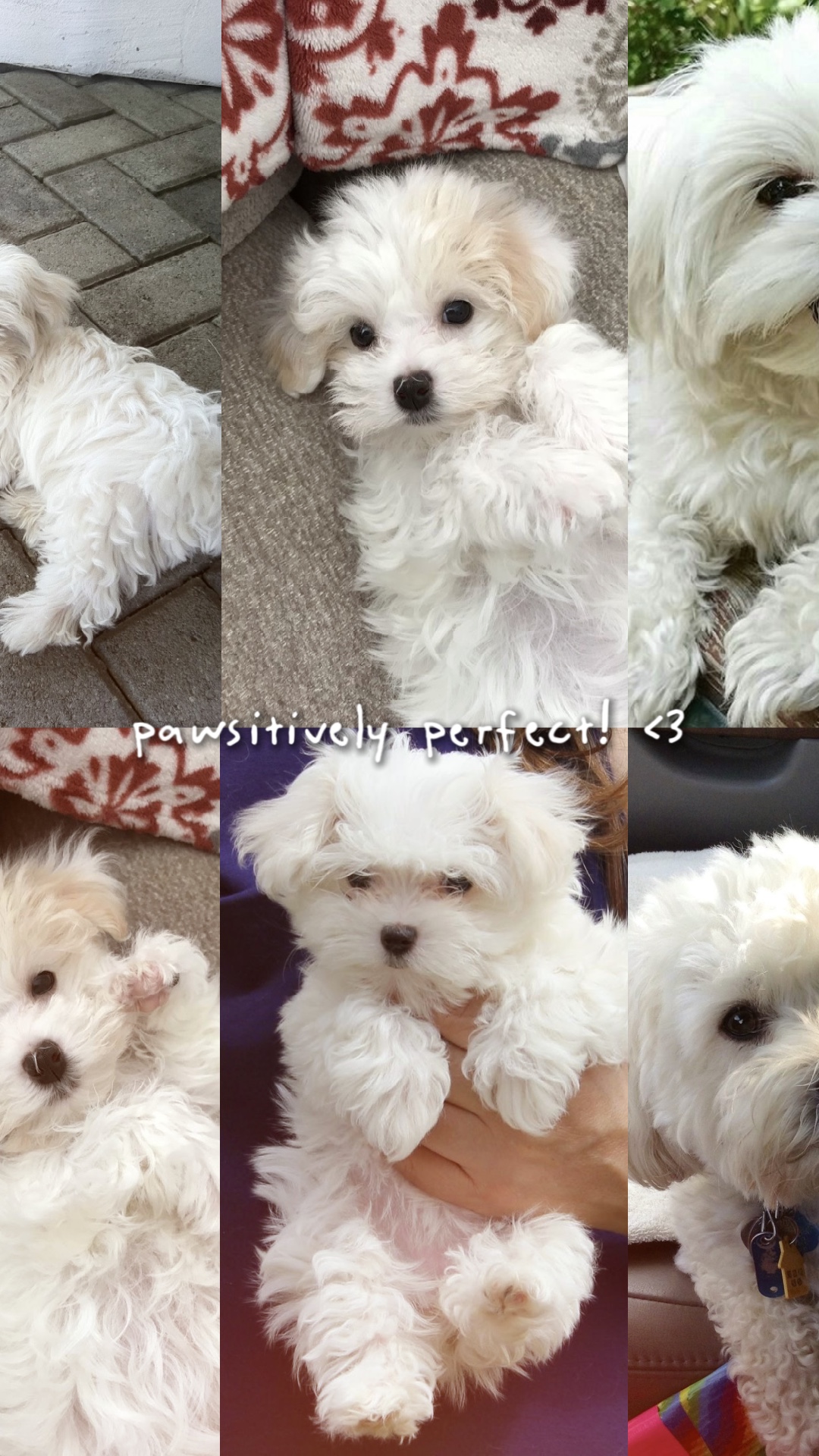 Eu te amo meu cachorro