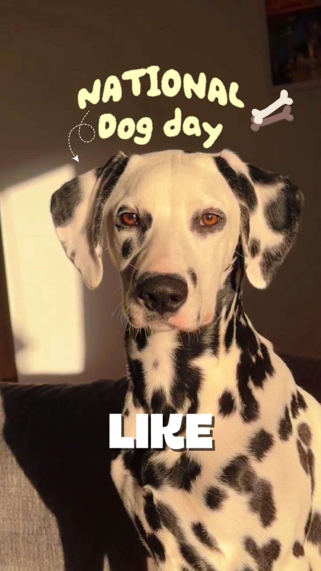 Se van [Día del perro]
