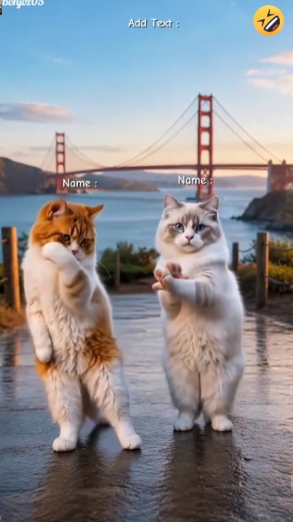 Gato de baile