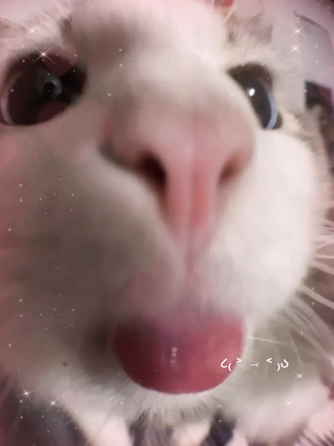 Gatinho ^ ^
