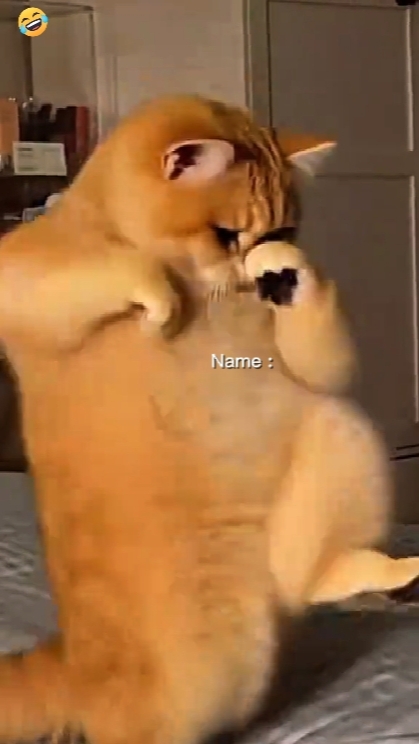  Tendência de gato dançante