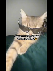 Cat Meme
