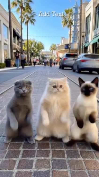 Lustige Katze '