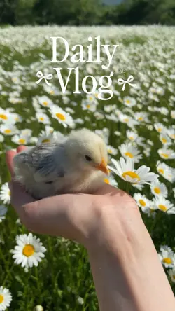 DAILY VLOG 