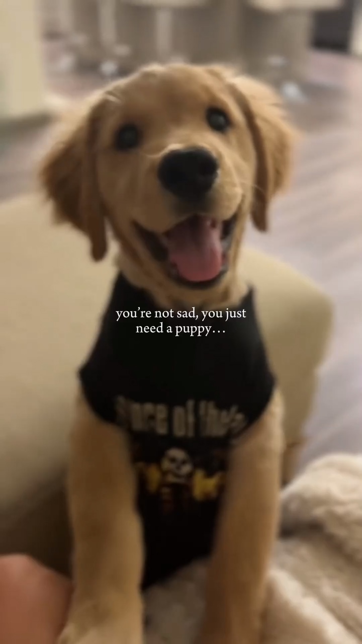 Necesito un cachorro