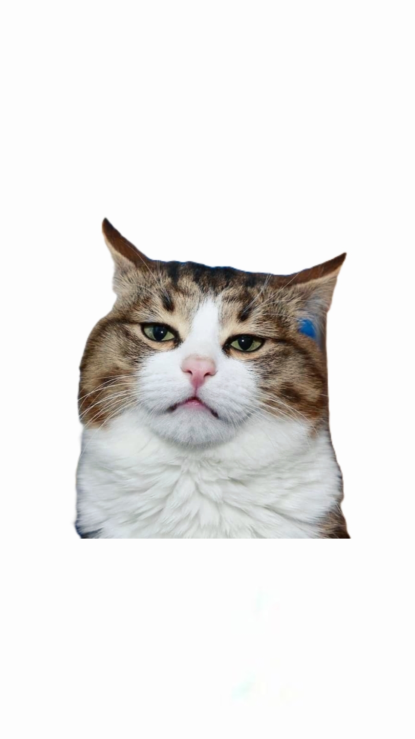 KUCING BLEH