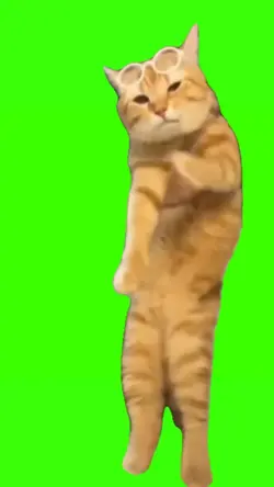kucing joget
