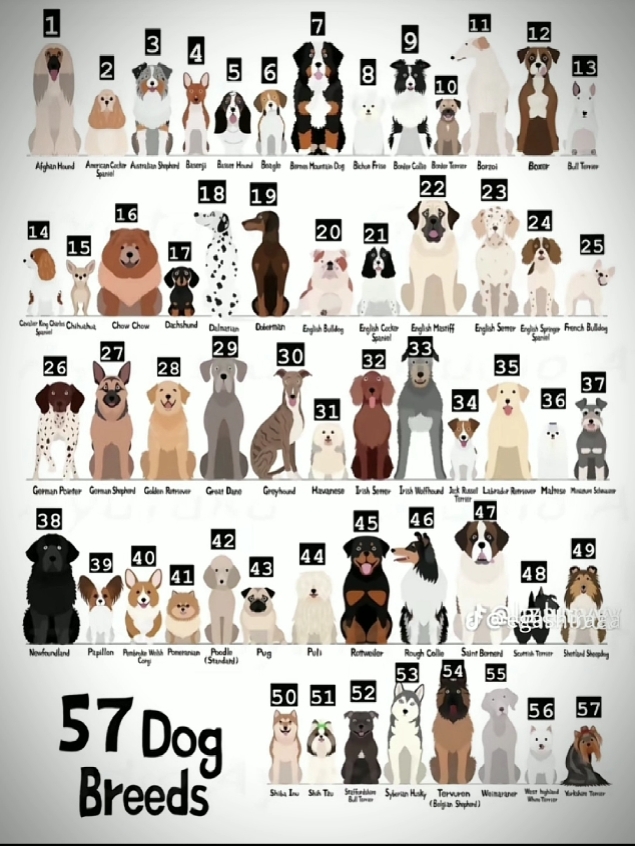 #DOGS