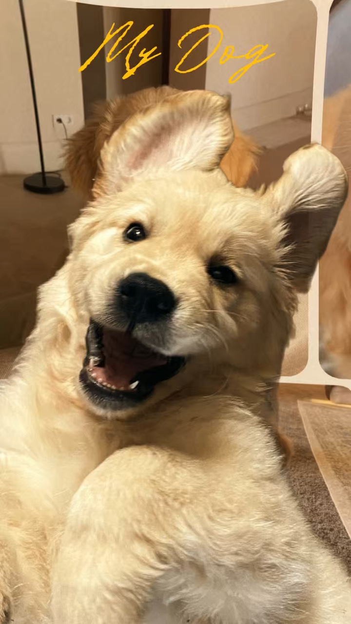 Mi perro 
