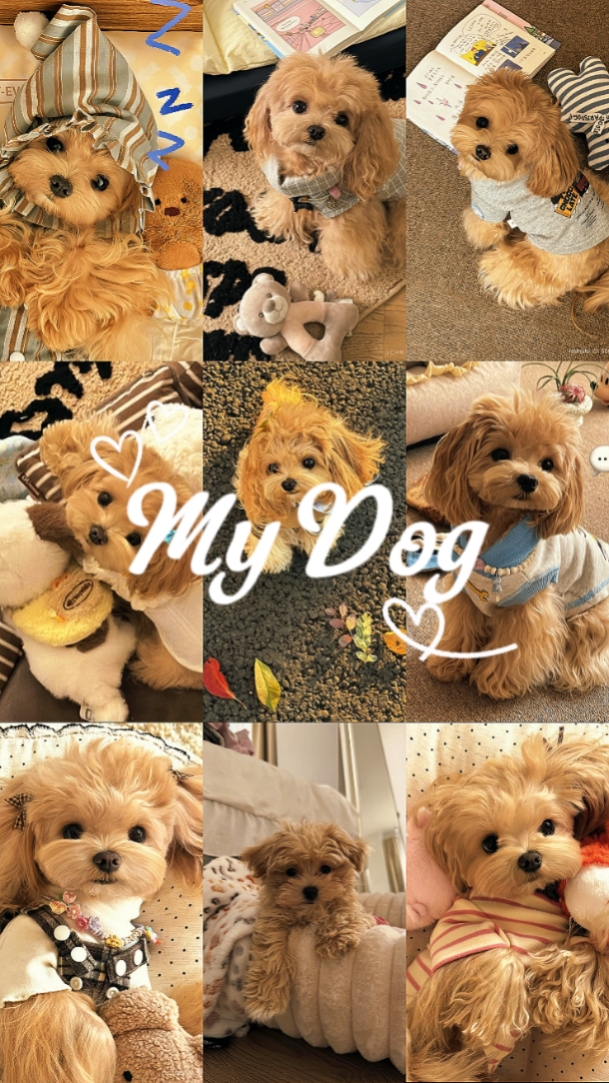 Mon chien