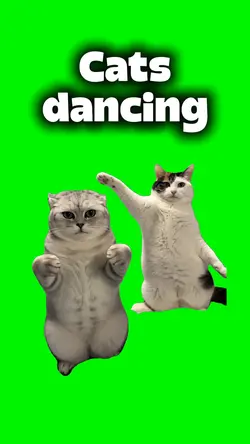 CATS VIBING