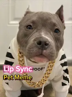 AI Pet Lip Sync