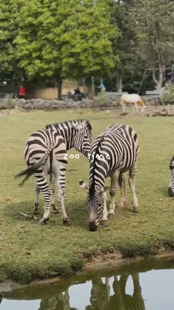 zoo time