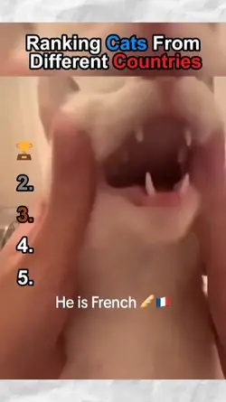 ranking cats