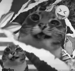 cat edit