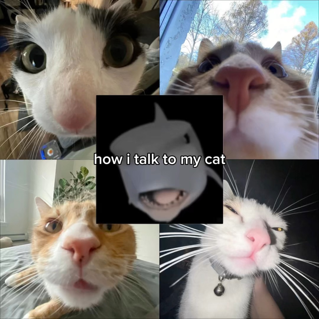 CÓMO HABLO CON MI GATO