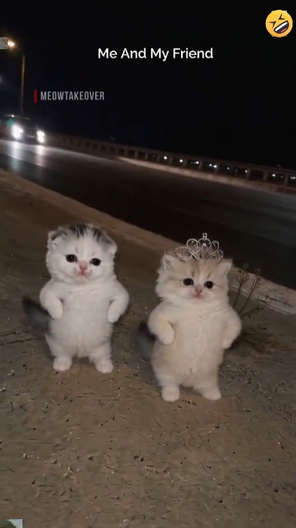 Tendência do gato de dança