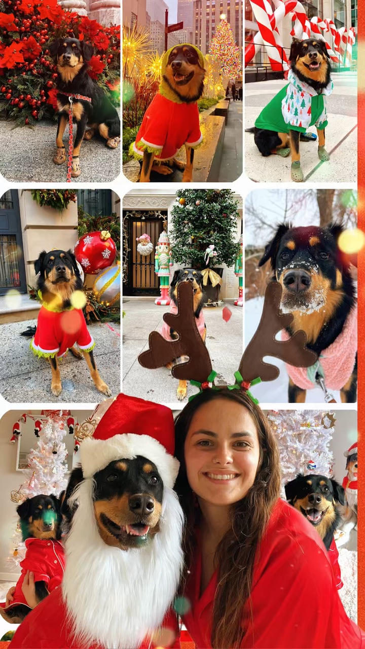 Merry christmas dog