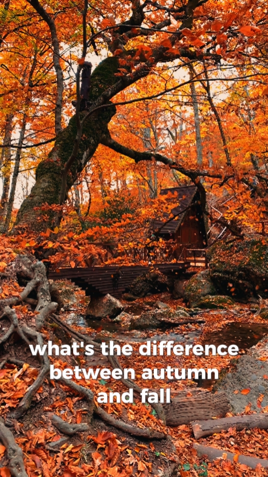 AUTUMN STORY