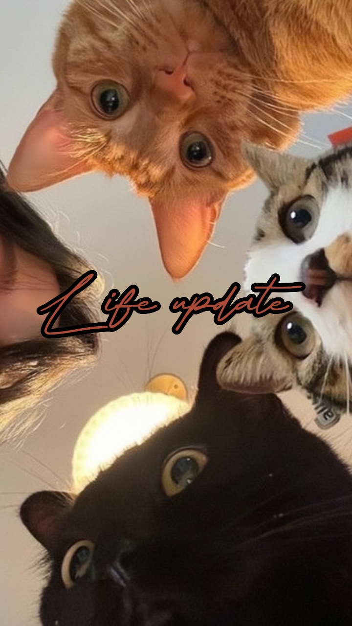 Cat is life 